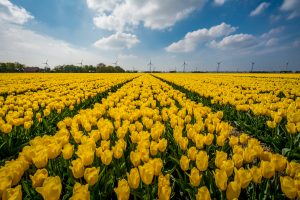 Netherlands Tulip Festival
